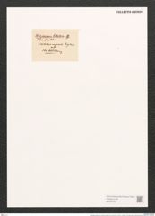 Berkeleya rutilans var. lutescens (Kuetz.) Grun. (de-Toni-Nr.: Genus 21, Species 1218) Zeichnungen Sammlung Grunow (NHMW-BOT-W0369484)